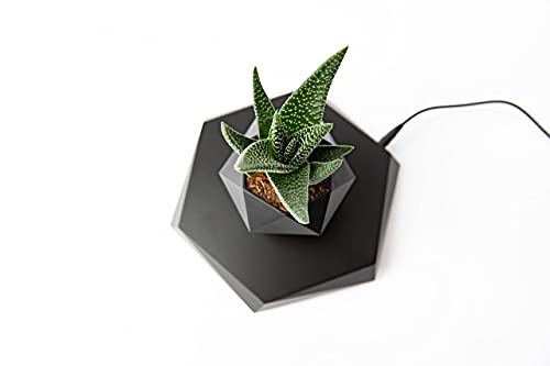 BandD Floating Plant Pot - Levitating Plant Pot for Succulents, air Bonsai & air Plants. Floating Planter for Home, Office & Desk Levitating Decor. Magnetic Floating Levitating Display. (Black)