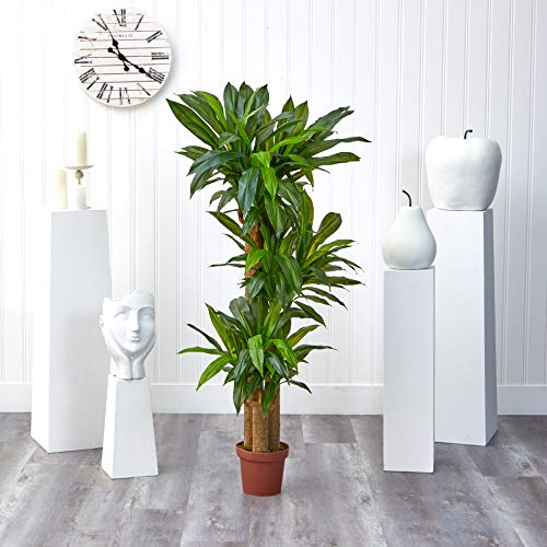 Nearly Natural - 6584 62in. Corn Stalk Dracaena Silk Plant (Real Touch), 24" x 28" x 62", Green