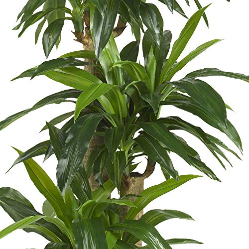 Nearly Natural - 6584 62in. Corn Stalk Dracaena Silk Plant (Real Touch), 24" x 28" x 62", Green