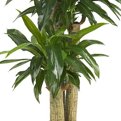 Nearly Natural - 6584 62in. Corn Stalk Dracaena Silk Plant (Real Touch), 24" x 28" x 62", Green